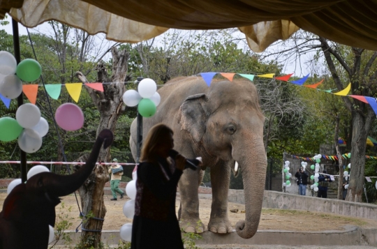 Kisah Sedih Gajah Paling Kesepian di Dunia