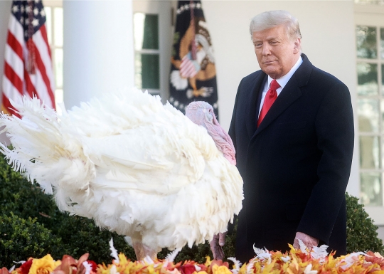 Donald Trump Ampuni Seekor Kalkun di Tradisi Thanksgiving