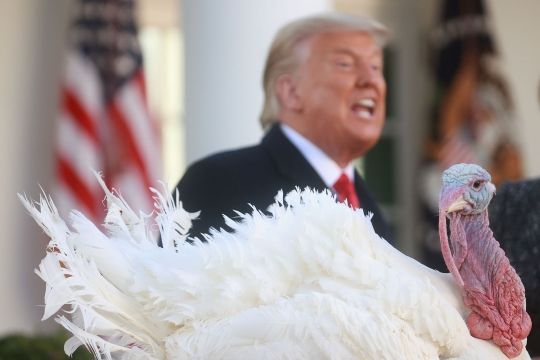 Donald Trump Ampuni Seekor Kalkun di Tradisi Thanksgiving