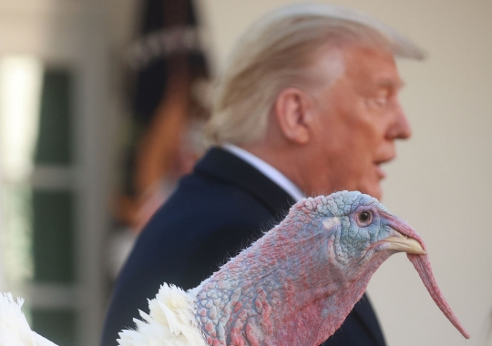 Donald Trump Ampuni Seekor Kalkun di Tradisi Thanksgiving