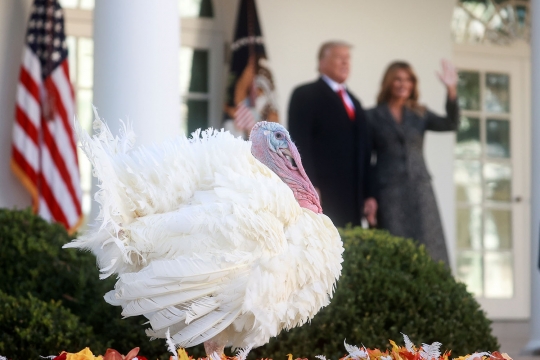 Donald Trump Ampuni Seekor Kalkun di Tradisi Thanksgiving