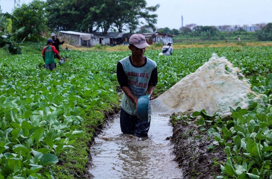 Upah Buruh Tani Naik 0,09 Persen