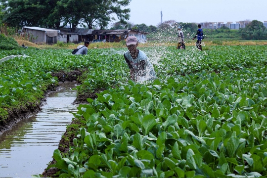 Upah Buruh Tani Naik 0,09 Persen