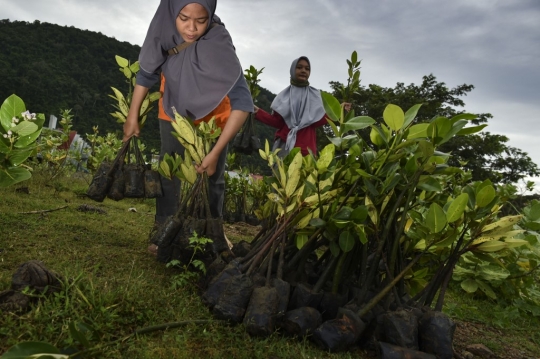 Aksi Menanam Pohon Bakau di Pantai Aceh