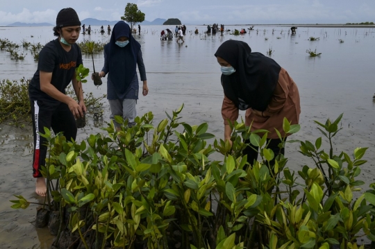 Aksi Menanam Pohon Bakau di Pantai Aceh