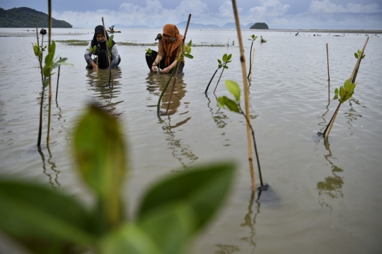 Aksi Menanam Pohon Bakau di Pantai Aceh