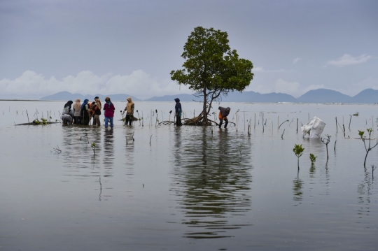 Aksi Menanam Pohon Bakau di Pantai Aceh