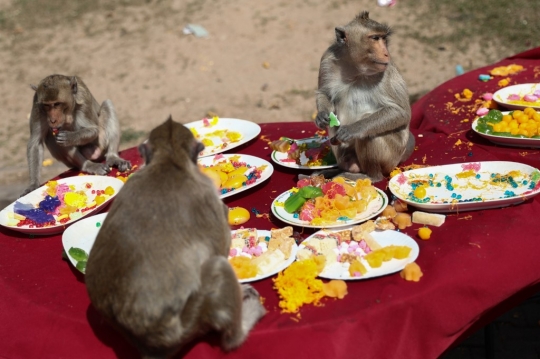 Festival Makan Gratis Para Monyet di Thailand
