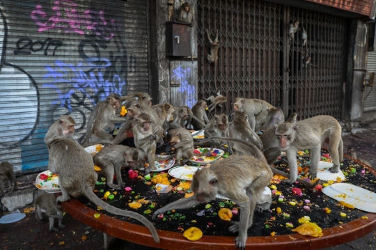 Festival Makan Gratis Para Monyet di Thailand