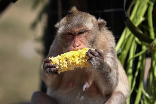 Festival Makan Gratis Para Monyet di Thailand