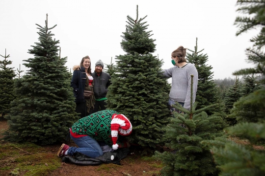 Antusias Warga Amerika Berburu Pohon Natal