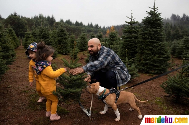 Josey Orozco, 2, kiri, dan kembarannya Daisy, tengah, memilih pohon Natal bersama ayah mereka Hector Orozco di Tucker Tree Farm di Salem, Oregon, AS, Minggu (29/11/2020). Warga Amerika mulai mencari pohon cemara untuk dihias sebagai salah satu ornamen dalam perayaan Hari Natal yang akan datang di tengah pandemi Covid-19.