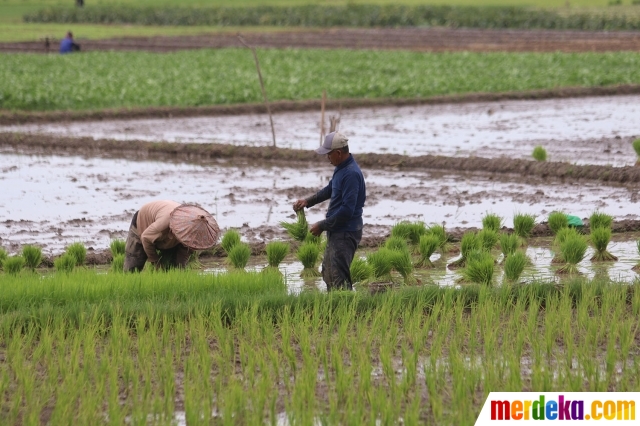 Foto Kementan Targetkan 8 2 Juta Hektare Sawah Untuk 20 Juta Ton Beras Merdeka Com