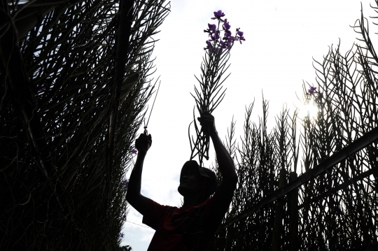 Permintaan Anggrek Meningkat Jelang Natal dan Tahun Baru