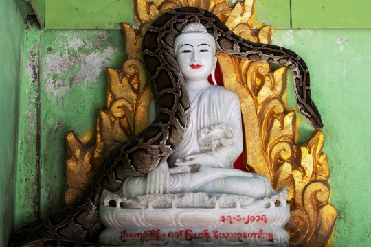 Mengunjungi Kuil Pelindung Ular di Myanmar