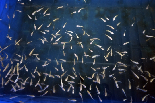 Menengok Budidaya Ikan Cupang di Tengah Pandemi