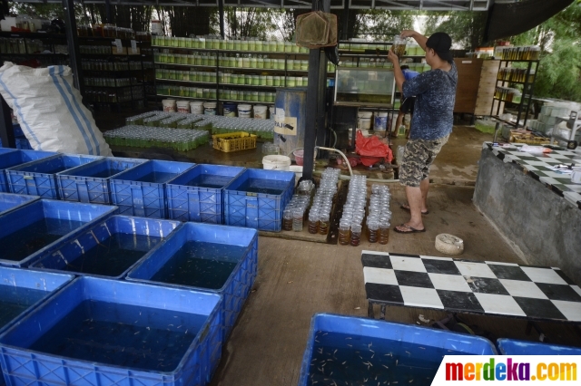 Foto Menengok Budidaya Ikan Cupang Di Tengah Pandemi Merdeka Com