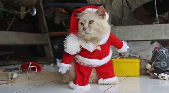 Saat Kucing Bergaya dengan Aneka Kostum Unik
