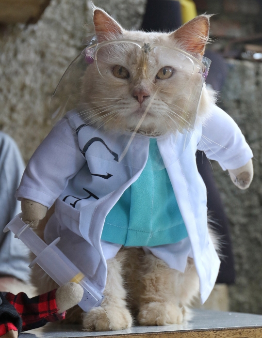Saat Kucing Bergaya dengan Aneka Kostum Unik