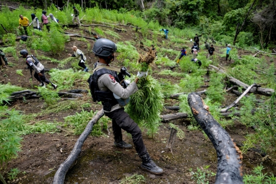 Melihat Pemusnahan Ladang Ganja Seluas 4,5 Hektare di Aceh