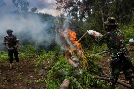Melihat Pemusnahan Ladang Ganja Seluas 4,5 Hektare di Aceh