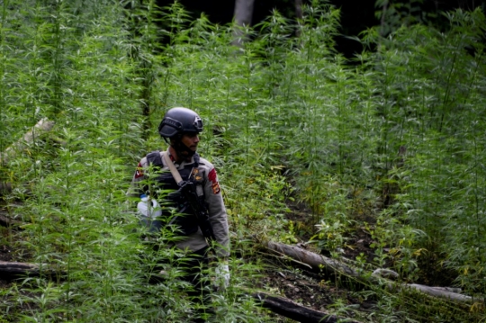 Melihat Pemusnahan Ladang Ganja Seluas 4,5 Hektare di Aceh