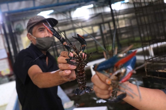 Permintaan Lobster Air Tawar Mulai Ramai