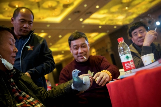 Potret Penghobi Merpati Balap di Kalangan Orang Kaya China
