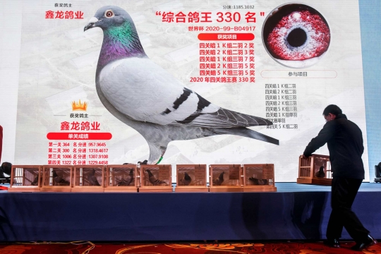 Potret Penghobi Merpati Balap di Kalangan Orang Kaya China