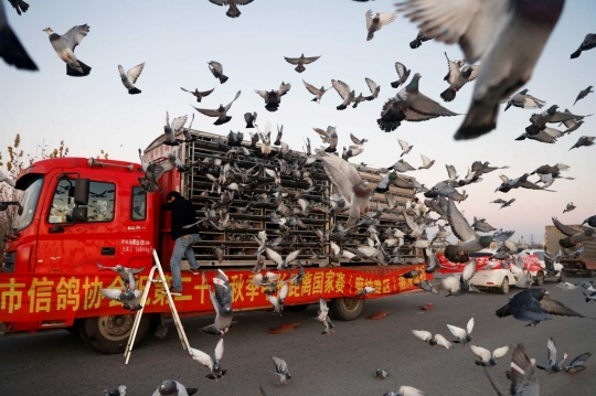 Potret Penghobi Merpati Balap di Kalangan Orang Kaya China