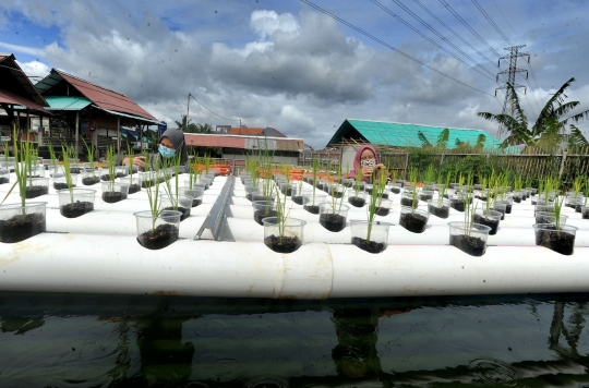 Kreatifitas Warga Perumahan Kembangkan Pertanian & Peternakan dengan Aquaponik