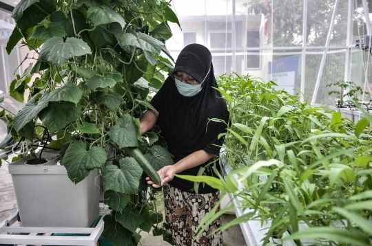 Rumah Kaca Sayuran Hidroponik di Tengah Permukiman Padat