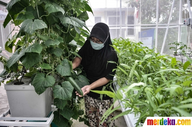 Anggota KWT Teratai menunjukkan sayuran hasil tanam di rumah kaca Green House, Sunter Muara, Jakarta, Minggu (13/12/2020).