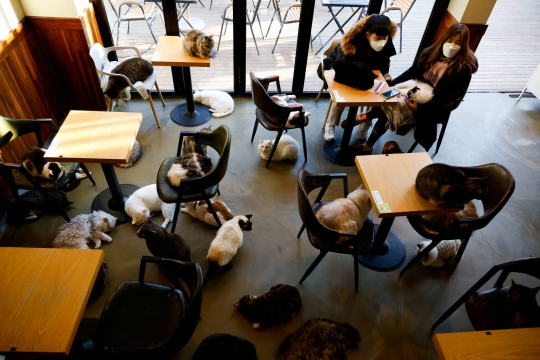 Mengunjungi Kafe Kucing Saat Pandemi di Seoul
