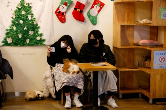 Mengunjungi Kafe Kucing Saat Pandemi di Seoul