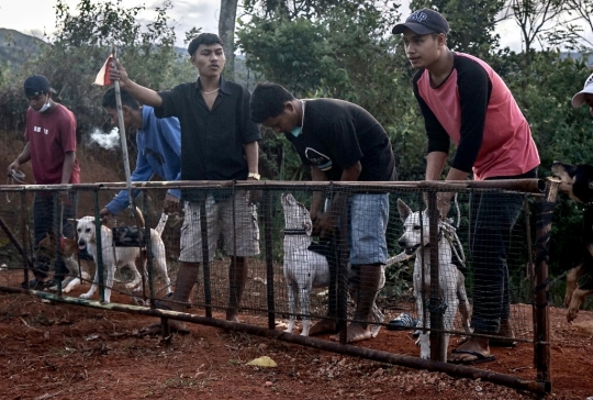 Serunya Balapan Anjing Pemburu Babi di Sumatera Barat