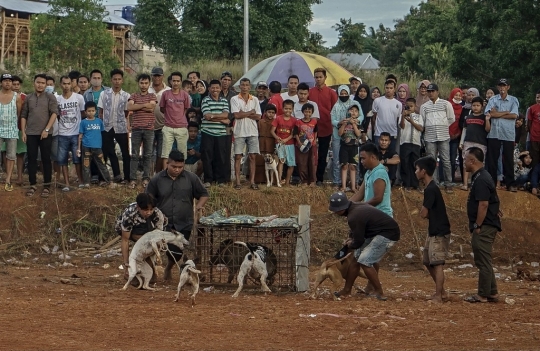 Serunya Balapan Anjing Pemburu Babi di Sumatera Barat