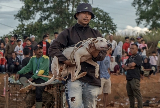 Serunya Balapan Anjing Pemburu Babi di Sumatera Barat