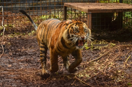 Harimau Sumatera Korban Jerat Pemburu Dilepasliarkan di Hutan Riau