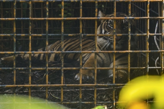 Harimau Sumatera Korban Jerat Pemburu Dilepasliarkan di Hutan Riau
