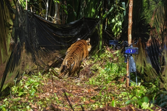 Harimau Sumatera Korban Jerat Pemburu Dilepasliarkan di Hutan Riau