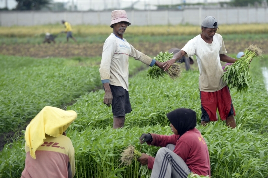 Permintaan Sayuran Meningkat Jelang Natal dan Tahun Baru