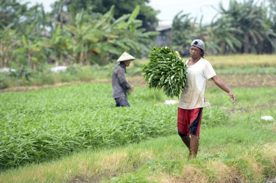 Permintaan Sayuran Meningkat Jelang Natal dan Tahun Baru