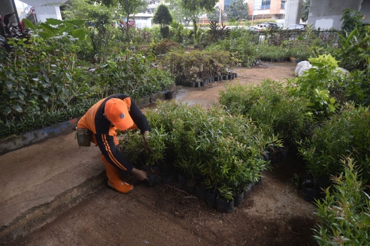 Menengok Pembibitan Tanaman Hias untuk Percantik Ibu Kota