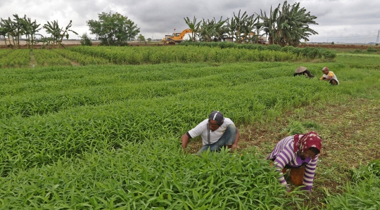 Potret Sawah yang Tersisa di Jakarta