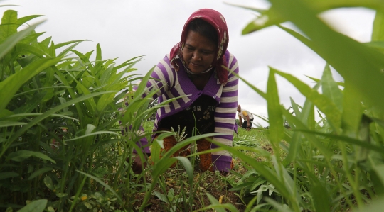 Potret Sawah yang Tersisa di Jakarta