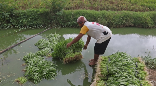 Potret Sawah yang Tersisa di Jakarta