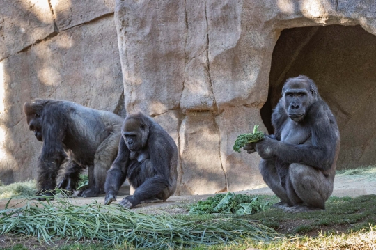 Dua Gorila di Kebun Binatang AS Terjangkit Covid-19