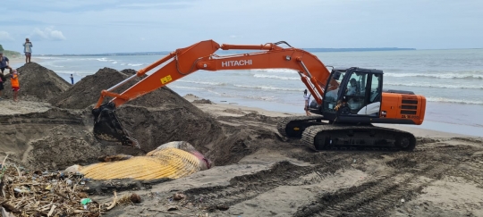 Evakuasi Bangkai Paus 13 Meter di Pantai Bali