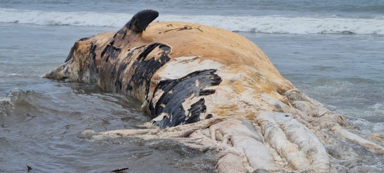 Evakuasi Bangkai Paus 13 Meter di Pantai Bali